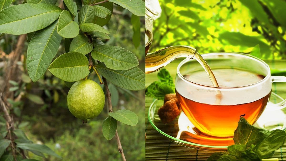 Benefits of tea made with guava leafs